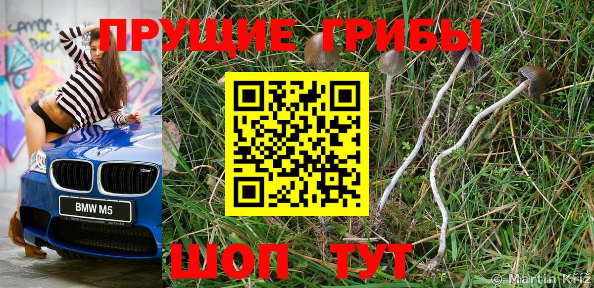 Псилоцибиновые грибы Psilocybine cubensis  Вход с VPN  Псилоцибиновые грибы мицелий  Алексеевка 